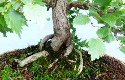 Wych Elm Native Bonsai Tree