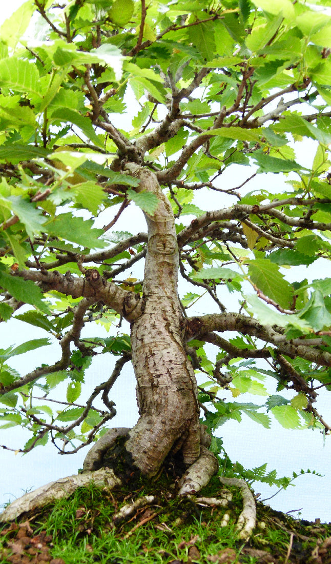 Wych Elm Native Bonsai Tree