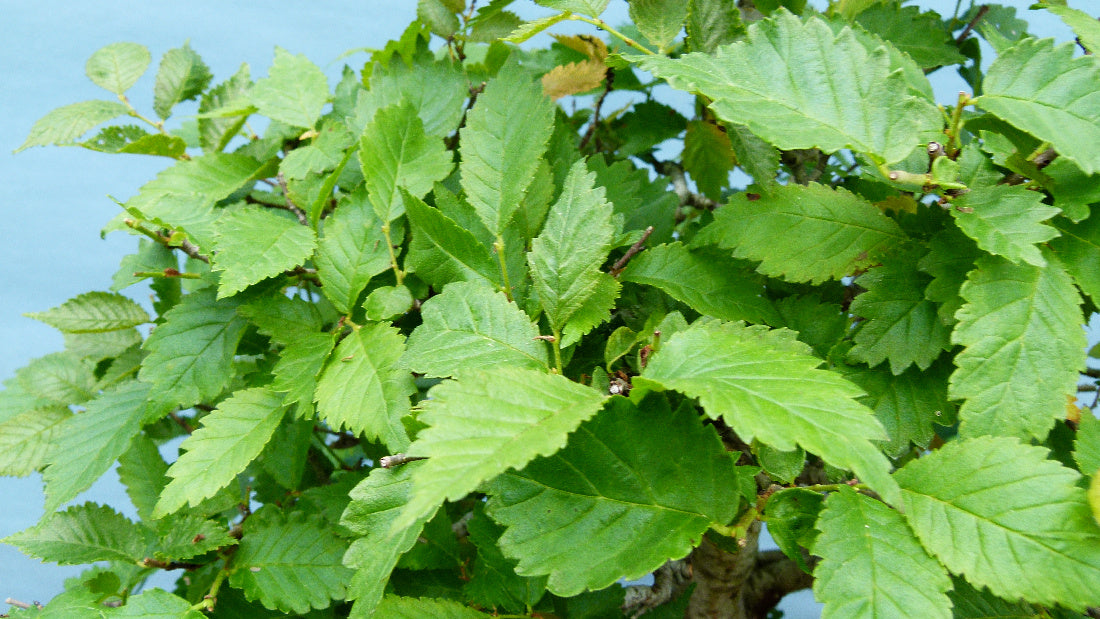 Wych Elm Native Bonsai Tree