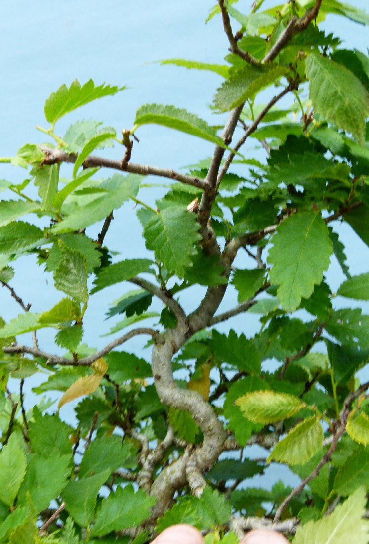 Wych Elm Native Bonsai Tree