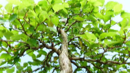 Wych Elm Native Bonsai Tree