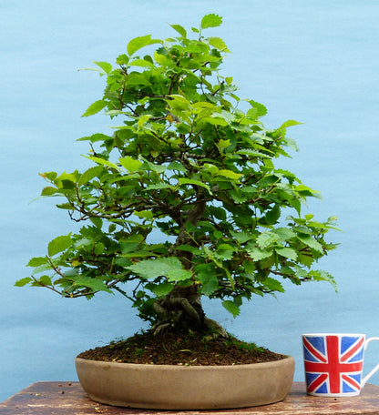 Wych Elm Native Bonsai Tree