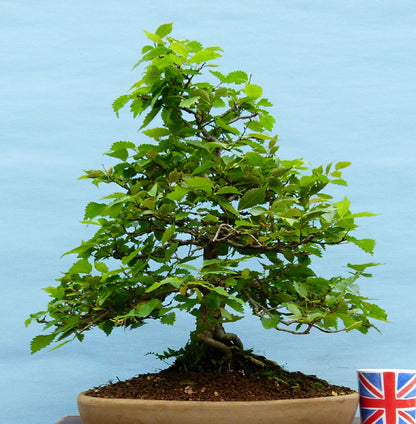 Wych Elm Native Bonsai Tree