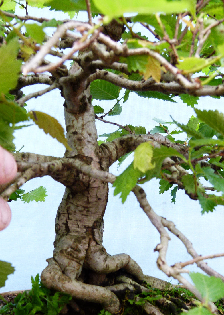 Wych Elm Native Bonsai Tree