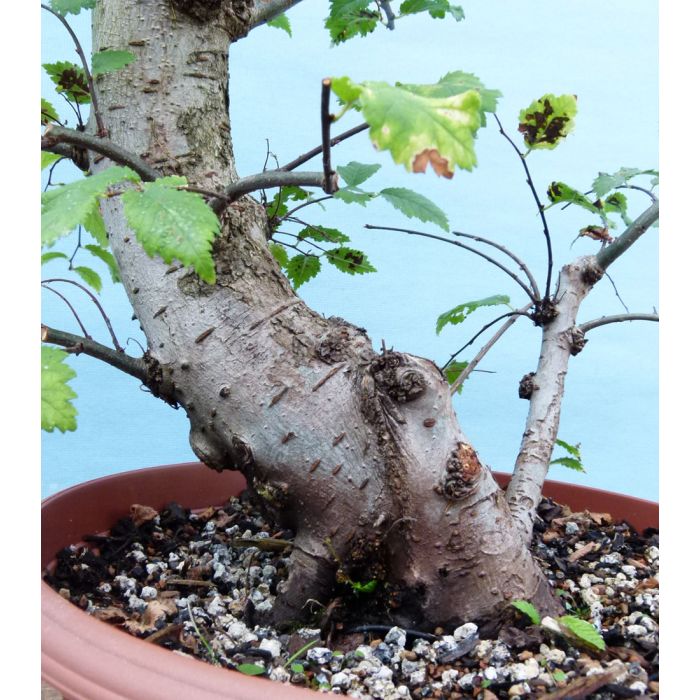 Enchanting English Elm Bonsai Tree with Yamadori Origins, Shari