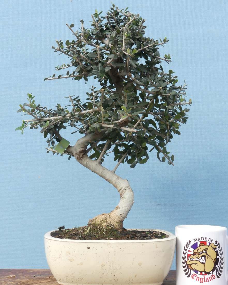 Great Olive Tree Bonsai For Sale  Check it out now 